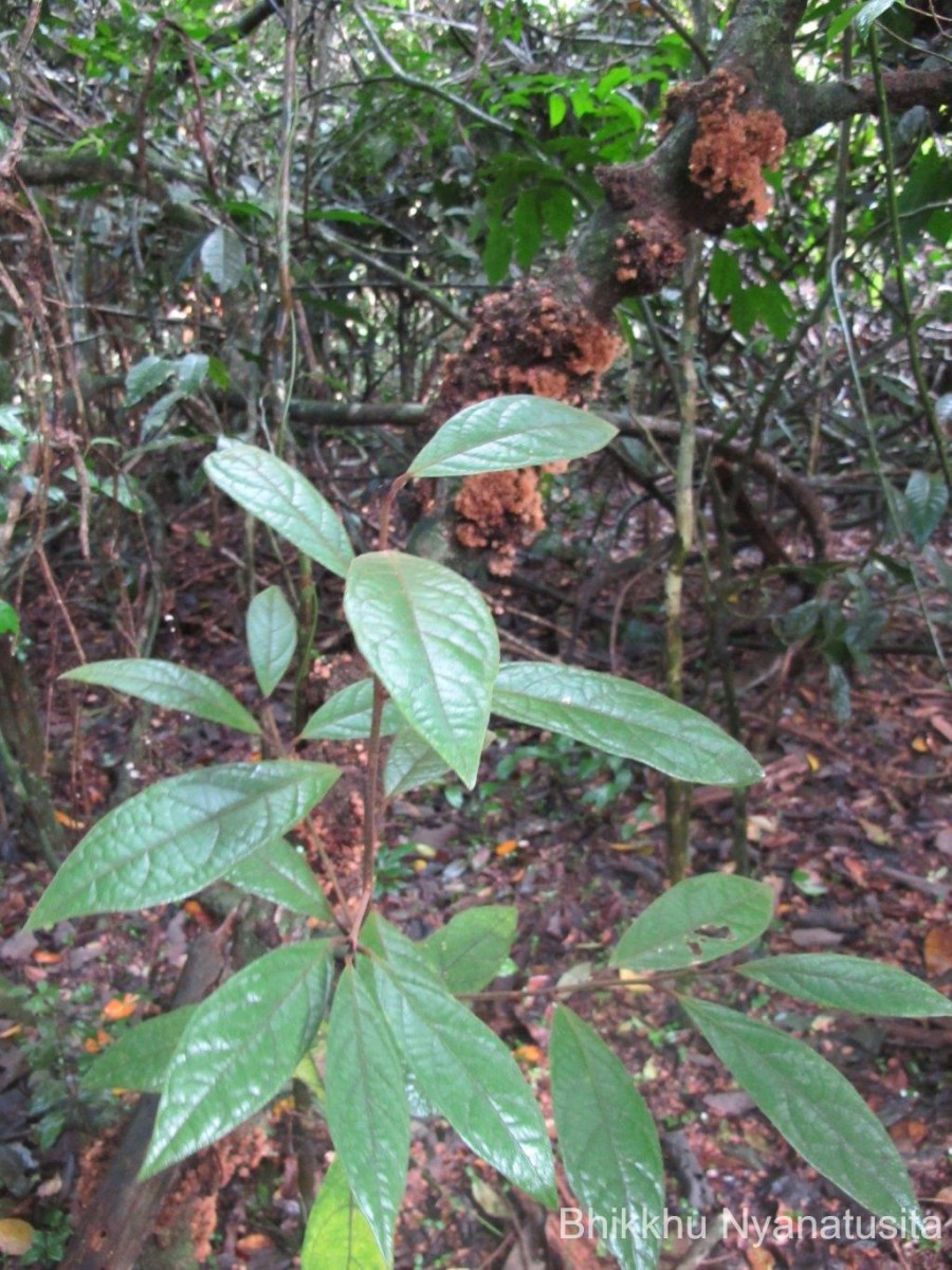 Litsea ligustrina (Nees) Fern.- Vill